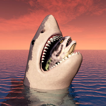 Great White Shark Eating