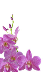 isolated purple dendrobium orchid flower with buds spike