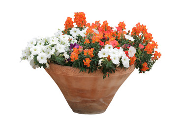 flowers in a pot