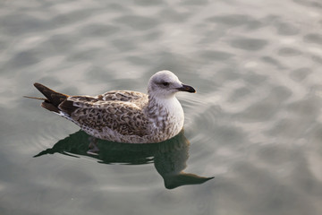 Beautiful gull in the pond