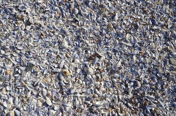 Muscheln am Strand- Lüderitz-Halbinsel