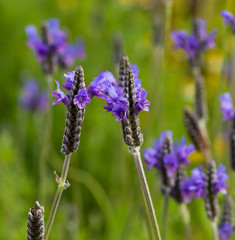 Lavender Flowers