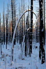 Burned Trunk bending to Earth