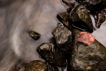 Lonley red leaf on a wet rock in a small forest stream