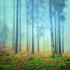Foggy mystic colorful forest