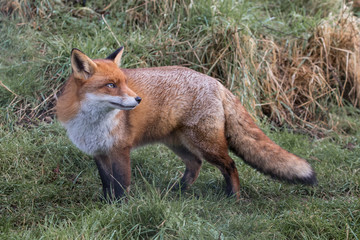 Red Fox