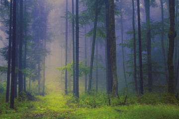 Scary foggy forest scene