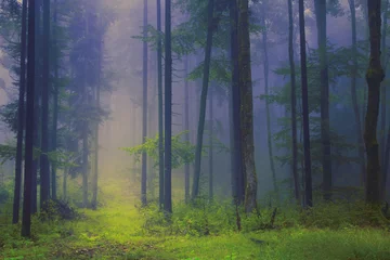 Photo sur Plexiglas Automne Scary foggy forest scene