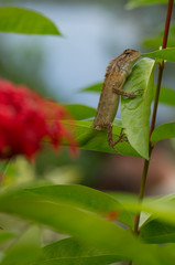 Oriental garden lizard