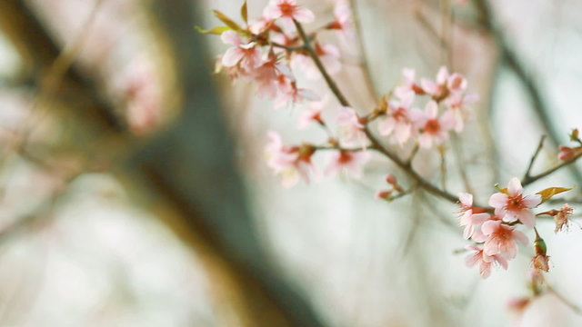 Vintage of pink sakura blossoms