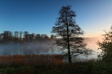 Obraz na płótnie Canvas silhouette of tree a foggy morning