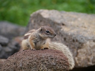Barbary ground squirrel on the Spanish island Fuerteventura