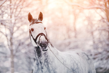 Portrait of a gray sports horse in the winter