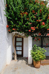 Door and blooming tree
