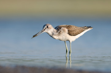 Common Greenshank With Fish