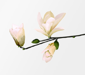 Fototapeta premium magnolia on branch