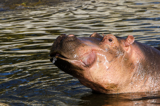 Nijlpaard spuugt water.