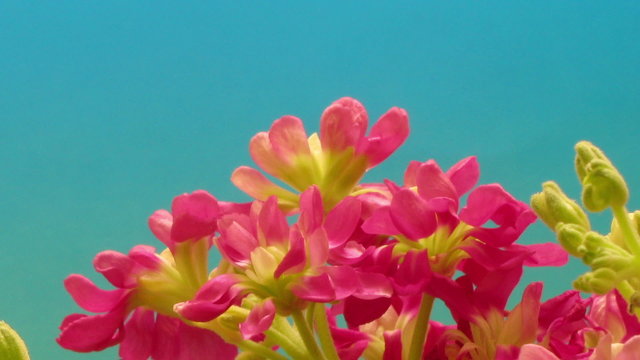 Time-lapse of purple stock (Matthiola sp.) flowers blooming.
