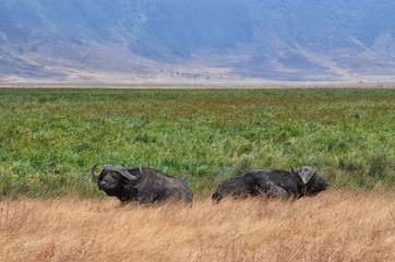 Two Buffaloes in relax