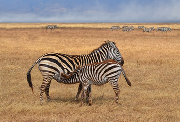 Fototapeta na wymiar Zebra Nursing