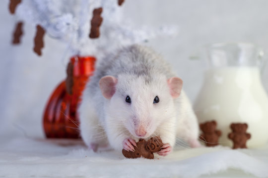 decorative rat eating chocolate chip cookies