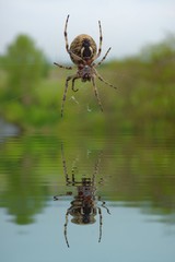 Garden spider on web with water refections