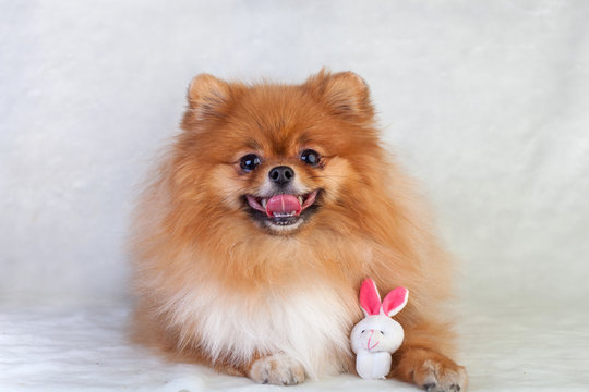 Cute redhead Pomeranian puppy smiling on a white background