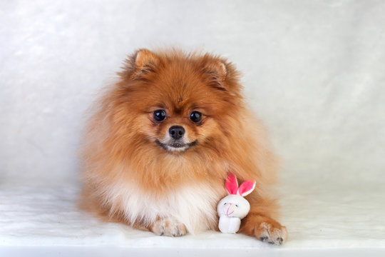 Cute redhead Pomeranian puppy smiling on a white background