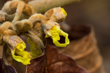 Hamamelis Beginning to Bloom