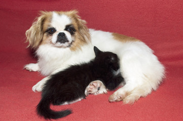 small kitten and dog