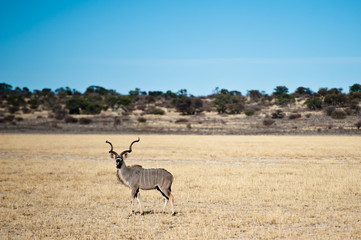 Naklejka premium Deserto del Kalahari, Botswana, Africa