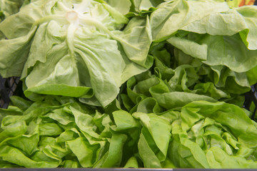lettuce close-up