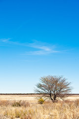 Fototapeta premium Deserto del Kalahari, Botswana, Africa