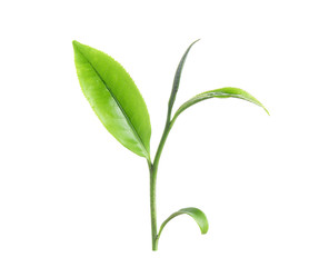 Green tea leaf isolated on white background