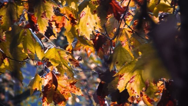 foglie d'autunno video