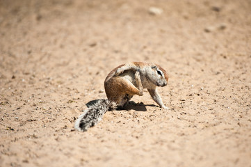 Deserto del Kalahari, Botswana, Africa
