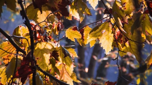 foglie colore autunno video