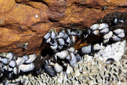 Black mussels on a rock