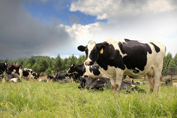Holstein cows grazing