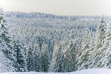 Winter coniferous forest