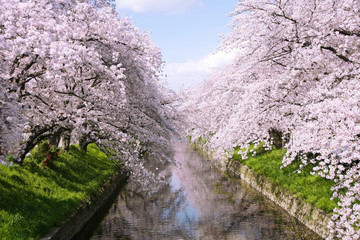 五条川の桜