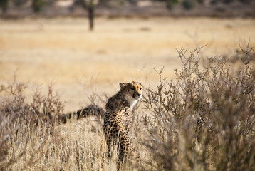 Deserto del Kalahari, Botswana, Africa