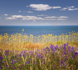 Wildflowers and ocean