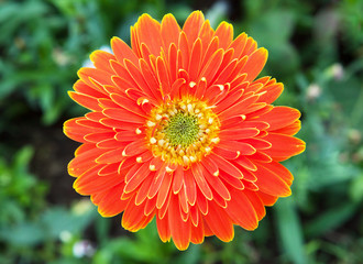 orange gerbera with grass background