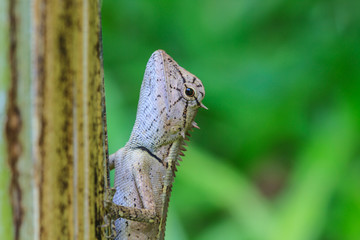 Green crested lizard