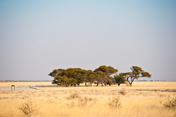 Deserto del Kalahari, Botswana, Africa