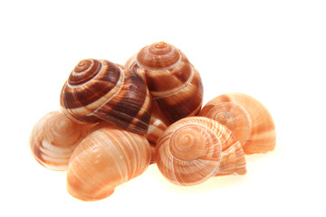 empty snail shells