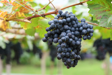 grapes fruit in farm viticulture of agricultural