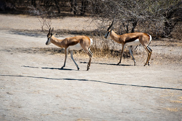 Deserto del Kalahari, Botswana, Africa