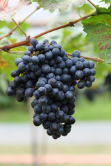 grapes fruit in farm viticulture of agricultural